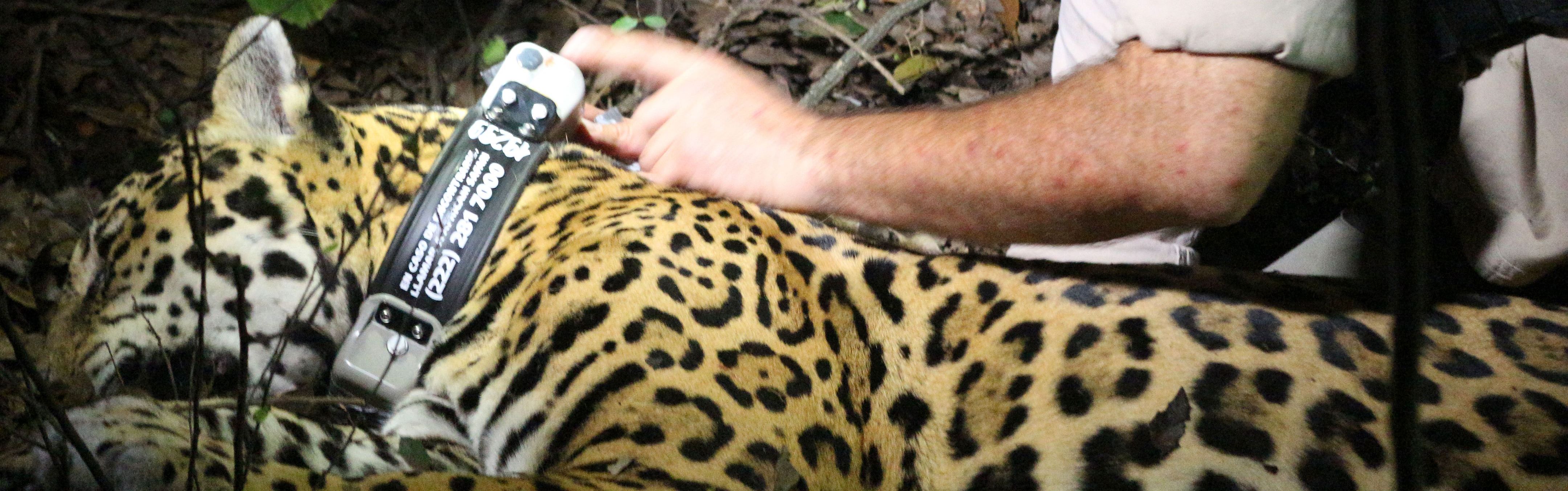 Siguiendo las huellas del jaguar