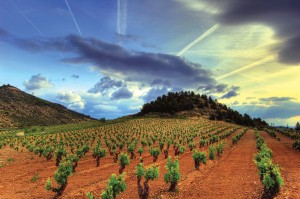 colourful-vineyard-view-Rioja