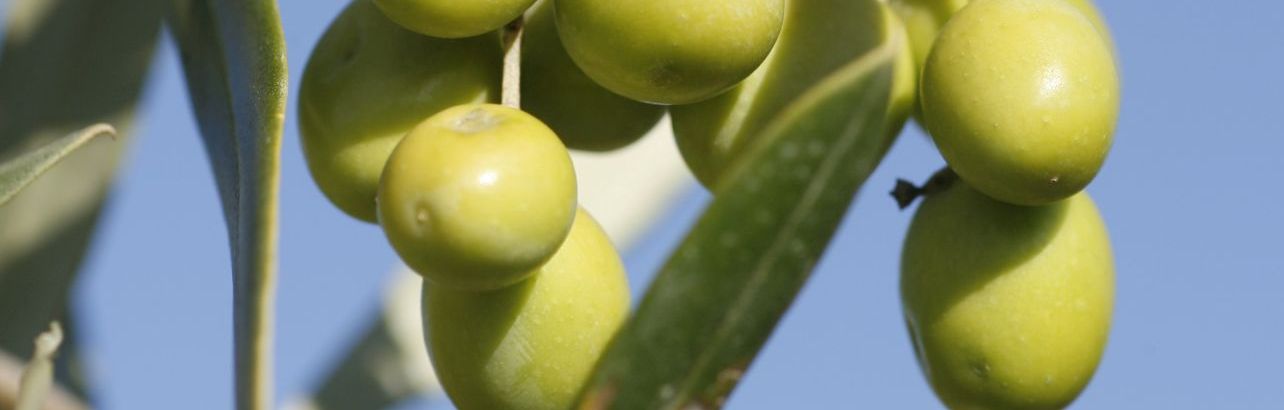Sabor y salud con aceite de oliva
