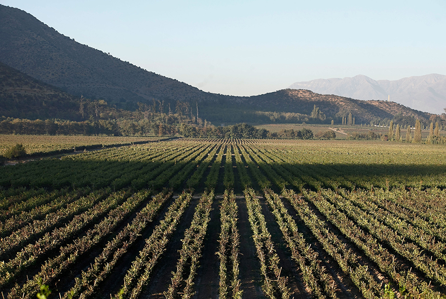 Medalla Real Gran Reserva Real Cabernet Sauvignon marcó un punto y aparte en la historia del vino chileno y se mantiene con una de las grandes expresiones del Valle de Maipo