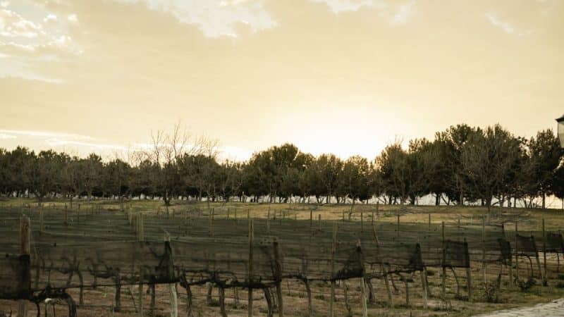 Parras, Coahuila festeja su gastronomía